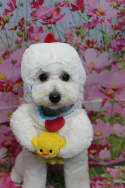 千葉県松戸市のトイプードルのトリミング画像