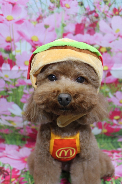 千葉県市川市のトイプードルのトリミング画像