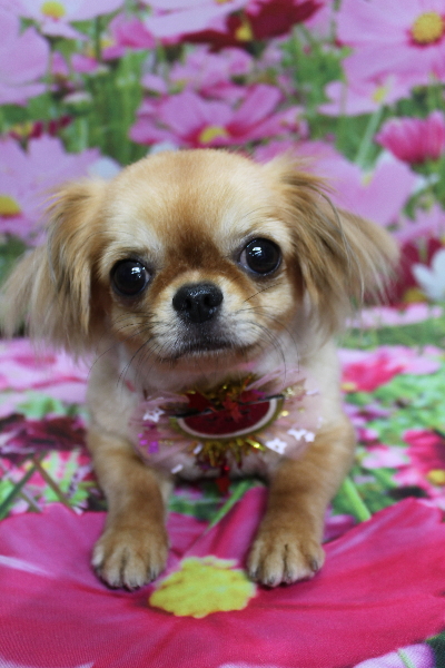 千葉県船橋市のロングコートチワワのトリミング画像