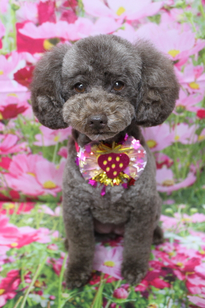 千葉県市川市のトイプードルのトリミング画像