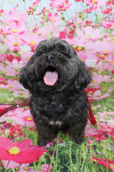 千葉県船橋市ミックス犬のトリミング前画像