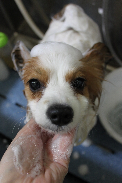千葉県鎌ヶ谷市のパピヨンのシャンプー画像