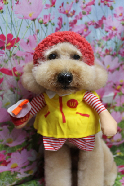 千葉県船橋市のトイプードルのトリミング画像