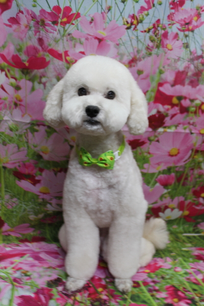 千葉県松戸市のミックス犬のトリミング画像