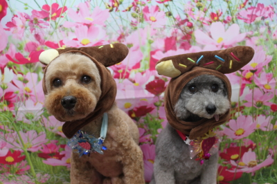 千葉県船橋市のトイプードルのトリミング画像