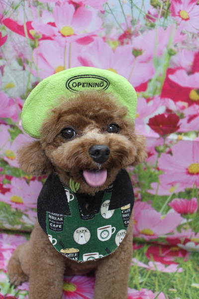 千葉県鎌ケ谷市トイプードルのトリミング画像