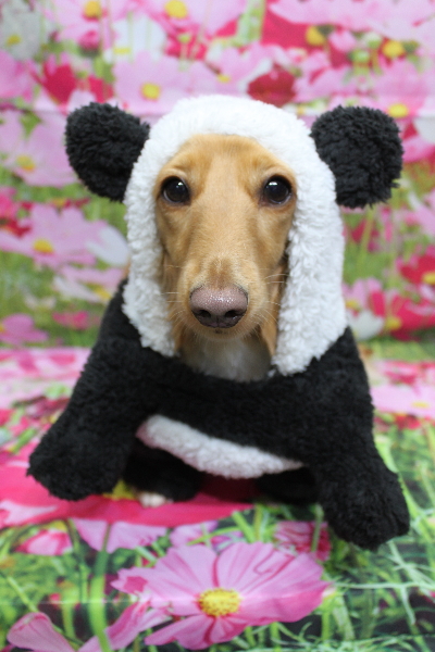 千葉県船橋市のミニチュアダックスのトリミング画像