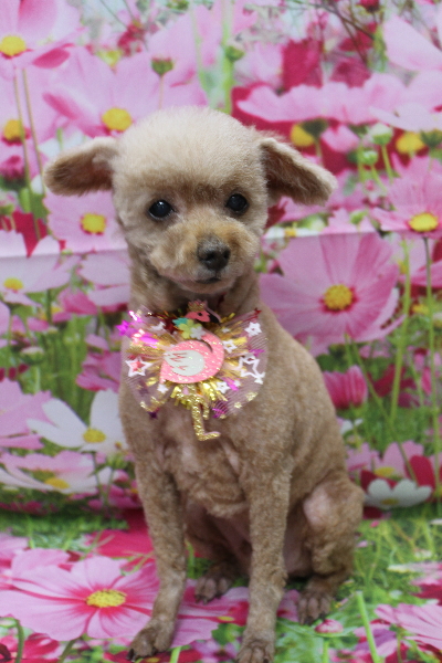 千葉県船橋市のトイプードルのトリミング画像