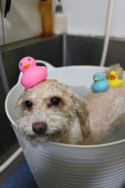 千葉県船橋市のトイプードルの炭酸泉画像