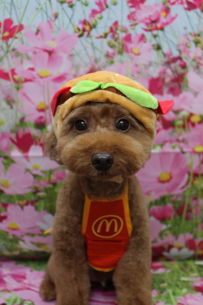 千葉県船橋市のトイプードルのトリミング画像