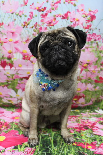 千葉県鎌ケ谷市のパグのトリミング画像