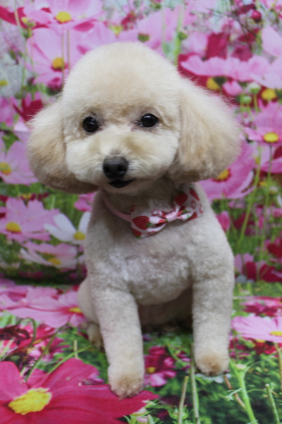 千葉県鎌ケ谷市のトイプードルのトリミング画像