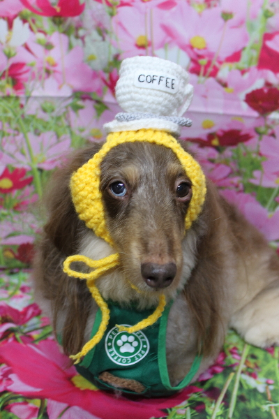 千葉県松戸市のミニチュアダックスのトリミング画像