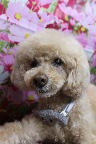 千葉県船橋市のトイプードルのトリミング画像