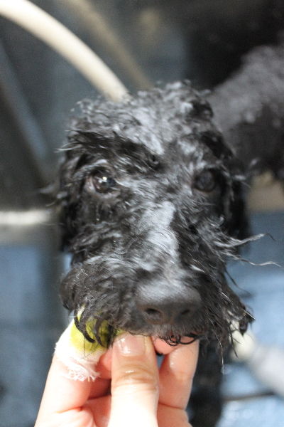 千葉県船橋市のトイプードルの歯磨き画像