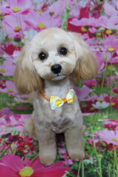 千葉県鎌ケ谷市のミックス犬のトリミング画像