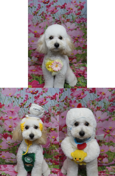 千葉県松戸市のトイプードルのトリミング画像