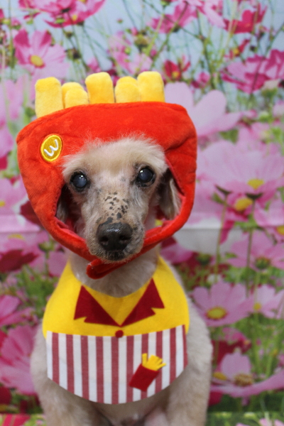 千葉県船橋市のトイプードルのトリミング画像