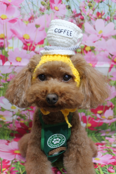 千葉県市川市のトイプードルのトリミング画像