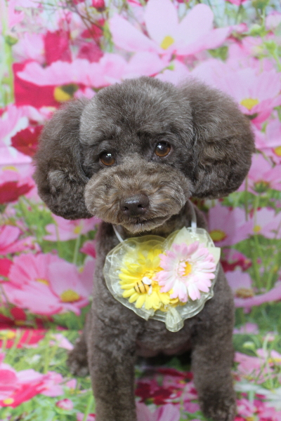 千葉県市川市のトイプードルのトリミング画像