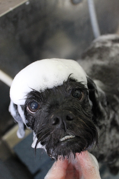 千葉県船橋市ミックス犬のシャンプー画像