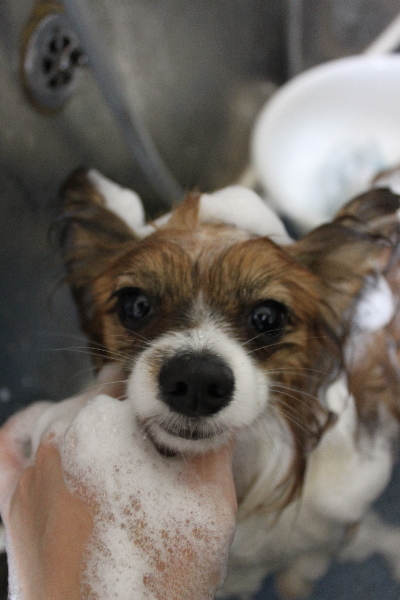 千葉県鎌ヶ谷市のパピヨンのシャンプー画像