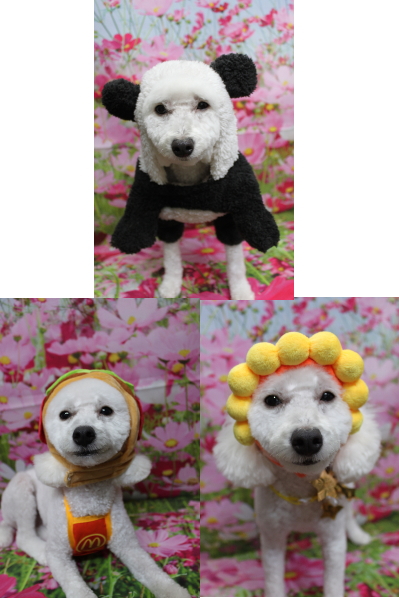 千葉県船橋市のトイプードルのトリミング画像