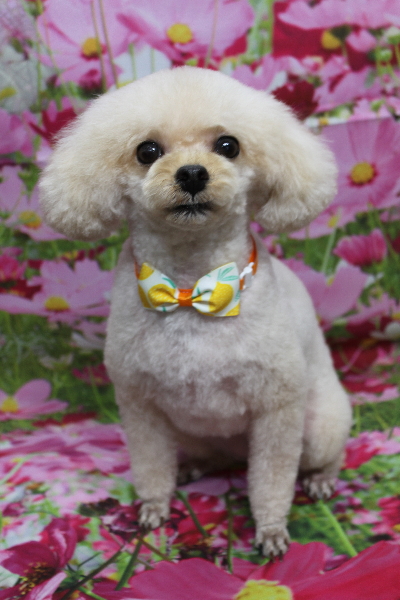 千葉県鎌ケ谷市のトイプードルのトリミング画像