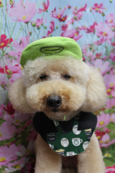 千葉県船橋市のトイプードルのトリミング画像