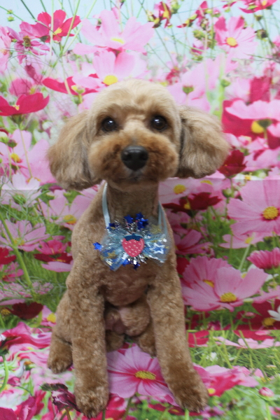 千葉県船橋市のトイプードルのトリミング画像