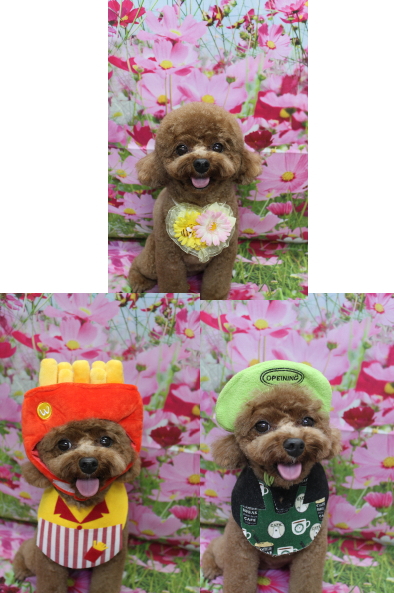 千葉県鎌ケ谷市トイプードルのトリミング画像