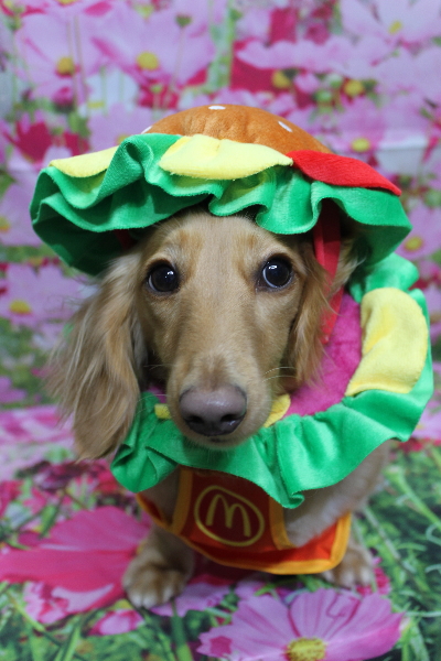 千葉県船橋市のミニチュアダックスのトリミング画像