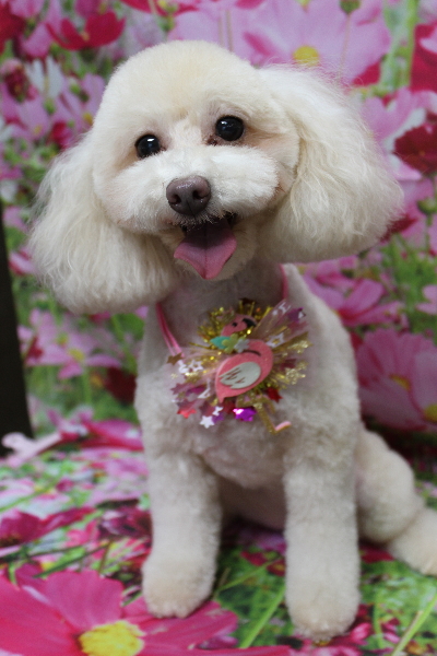 千葉県船橋市のトイプードルのトリミング画像