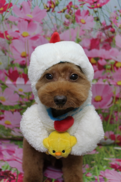 千葉県船橋市のトイプードルのトリミング画像