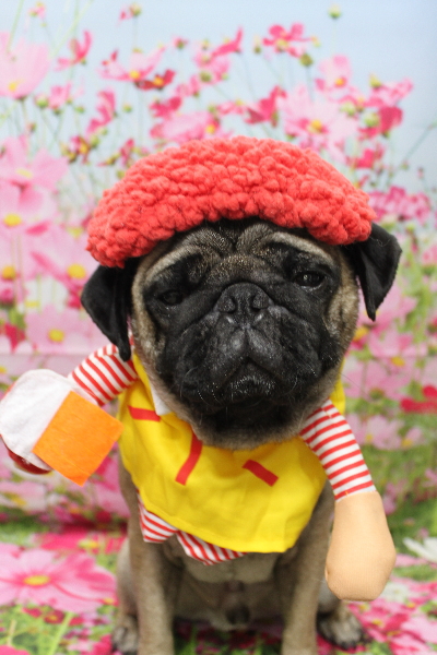 千葉県鎌ケ谷市のパグのトリミング画像