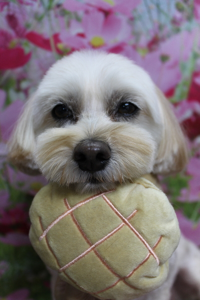 千葉県鎌ケ谷市のミックス犬のトリミング画像