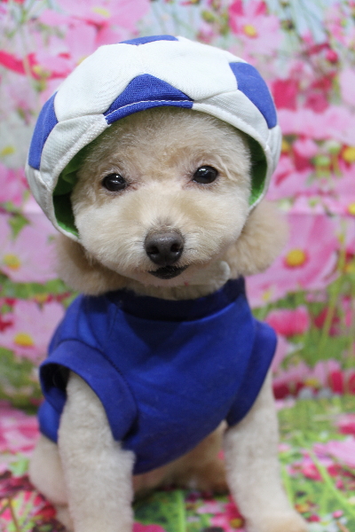 千葉県鎌ケ谷市のトイプードルのトリミング画像