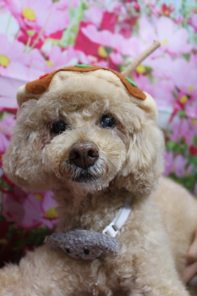 千葉県船橋市のトイプードルのトリミング画像