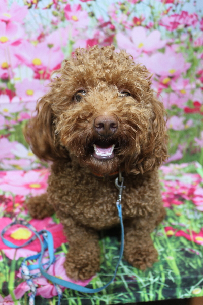 千葉県船橋市のトイプードルのトリミング前画像