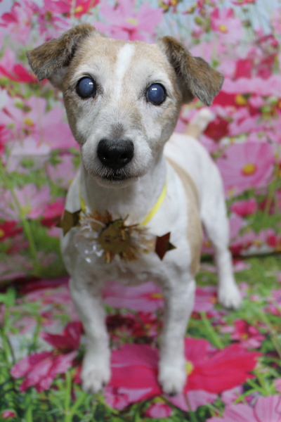 千葉県船橋市のジャックラッセルのトリミング画像