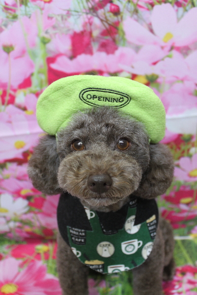 千葉県市川市のトイプードルのトリミング画像