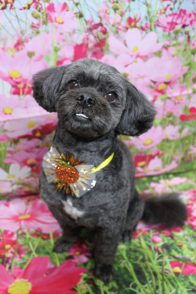 千葉県船橋市ミックス犬のトリミング画像