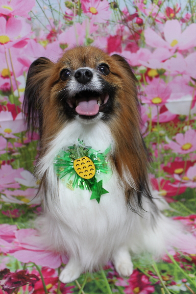 千葉県鎌ヶ谷市のパピヨンのトリミング画像