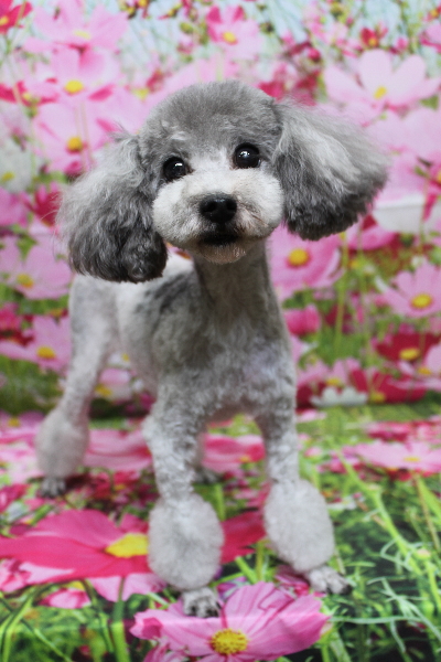 トイプードルブリーダーの成犬、トリミング画像