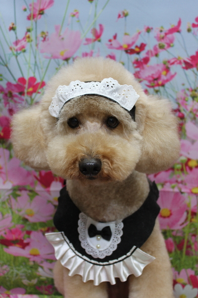 千葉県船橋市のトイプードルのトリミング画像