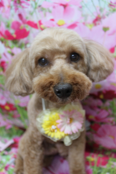 千葉県船橋市のトイプードルのトリミング画像