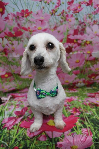 千葉県船橋市のミックス犬のトリミング画像