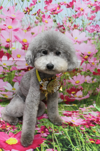 千葉県船橋市のトイプードルのトリミング画像