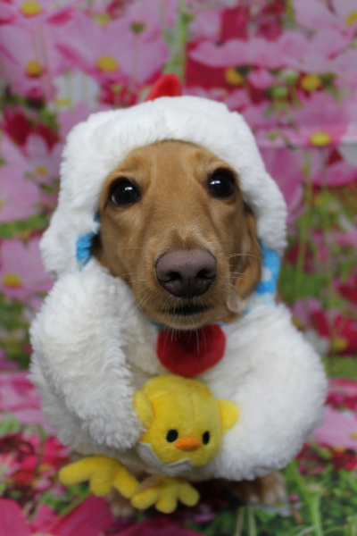 千葉県船橋市のミニチュアダックスのトリミング画像