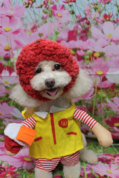 千葉県船橋市のトイプードルのトリミング画像